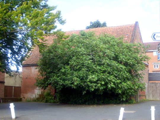 Barn to rear of 1 Market Place, Aylsham